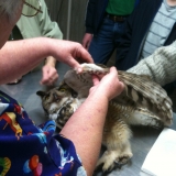 Dr. Wolf with a horned owl!