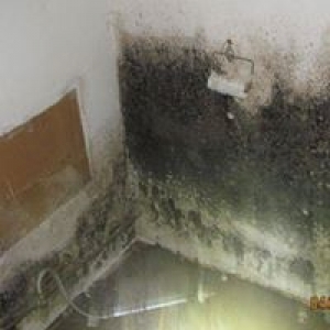 A 1 Mold Testing & Remediation Services