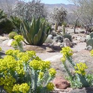 Arizona Botanical Gardens
