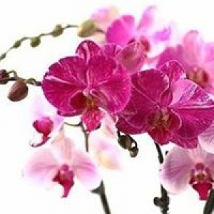 Orchid and Hydroponic Supply