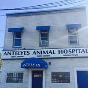 Antelyes Animal Hospital