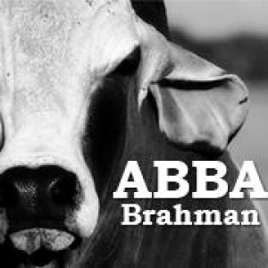 American Brahman Breeder Association