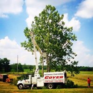 Cover Tree & Stump Service