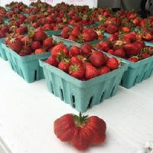 Schultheis Strawberries