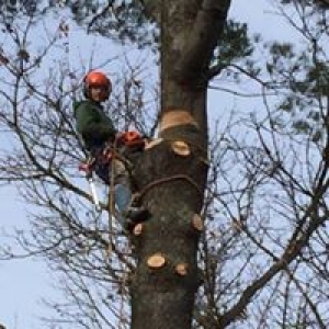 Dolce's Tree Service