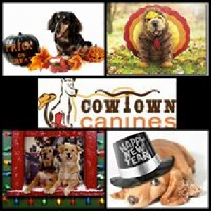 Cowtown Canine Daycamp for Dogs