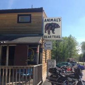 Animals Bear Trail