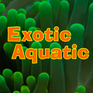 Exotic Aquatic Inc