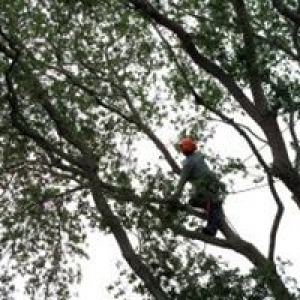Acosta Tree Service