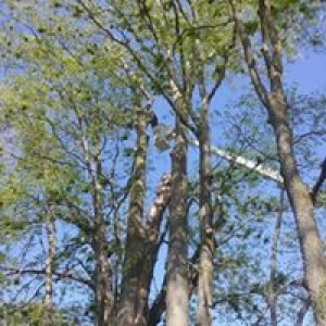BC Tree Trimming Services