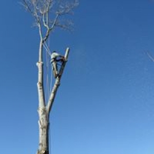Amigo Tree Services and Stump Removal