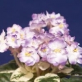 African Violet Society