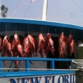 New Florida Girl Party Boat Fishing