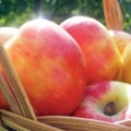 Apple Jack Orchards