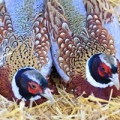 Macfarlane Pheasants Inc