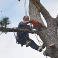 AAA Low Country Tree Service
