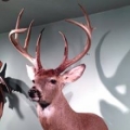 Back to Life Taxidermy