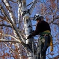 Mile High Tree Service