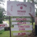 Salatins Orchard