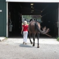 Equestrian Center Springbrook