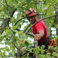 AAA Cumberland Valley Tree Service Inc