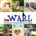 Worcester Animal Res