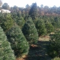 B & D Christmas Tree Farm
