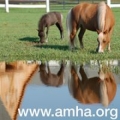American Miniature Horse Association Inc