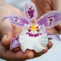 Mauna Kea Orchids