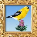 The Merry Goldfinch