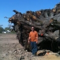 Ascension Tree & Stump LLC