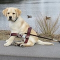 Freedom Guide Dogs