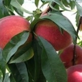 Callaham Orchards
