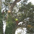 Finley Tree Service