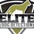Elite Dog Detection