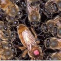 Torres Honey Bees