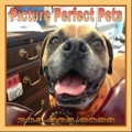 Picture Perfect Pet Grooming