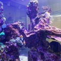 Coral Reefs Marine Fish