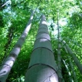 Bamboo Gardens of Louisiana