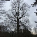 Northeast Shade Tree