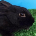 Brambley Hedge Rabbit Rescue