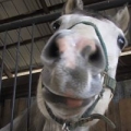 Licking County Equestrian Center