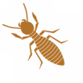 Professional Termite & Pest Control