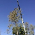South Valley Tree Experts