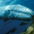 American Cetacean Society