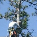 Alabama Tree & Debris