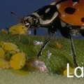 Ladybug Indoor Gardens