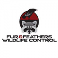 Fur & Feathers Wildlife Control