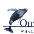 Odyssey Whale Watch