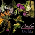 Andy's Orchids